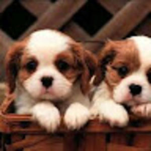 Meet your Posher, Benjamin